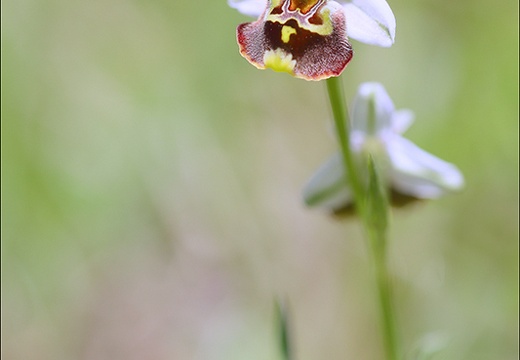 Ophrys fuciflora 23-05-21 15 (1103 visits) Ophrys fuciflora 23-05-21 15