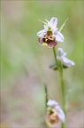 Ophrys fuciflora 23-05-21 15