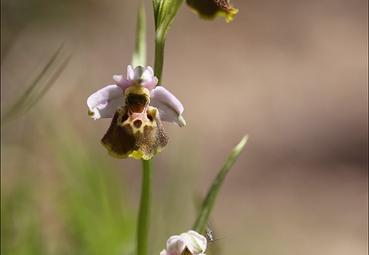 Ophrys fuciflora 23-05-21 22 (852 visits) Ophrys fuciflora 23-05-21 22
