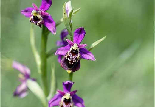 Ophrys fuciflora 23-05-21 25 (1053 visits) Ophrys fuciflora 23-05-21 25