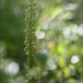 Orchis antropophora 31-05-21 01