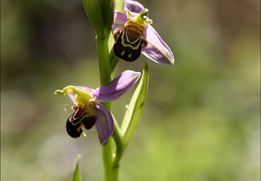 Ophrys apifera- j (1053 visits) Ophrys apifera- j