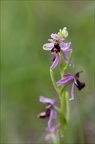 Ophrys drumana mini