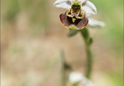 Ophrys fuciflora 23-05-21 20 (944 visits) Ophrys fuciflora 23-05-21 20