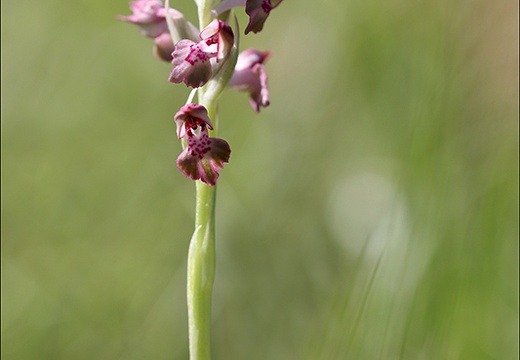 Coriophora fragrans 03-06-21 01 (1063 visits) Coriophora fragrans 03-06-21 01