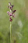 Coriophora fragrans 03-06-21 01