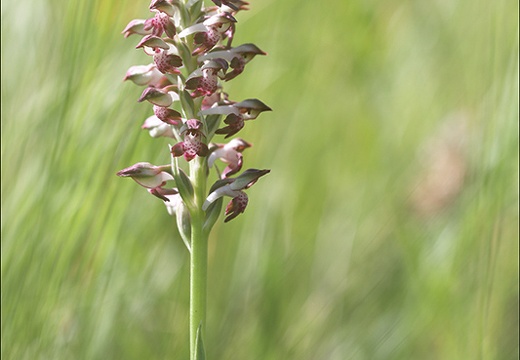 Coriophora fragrans 03-06-21 14-faded (981 visits) Coriophora fragrans 03-06-21 14-faded