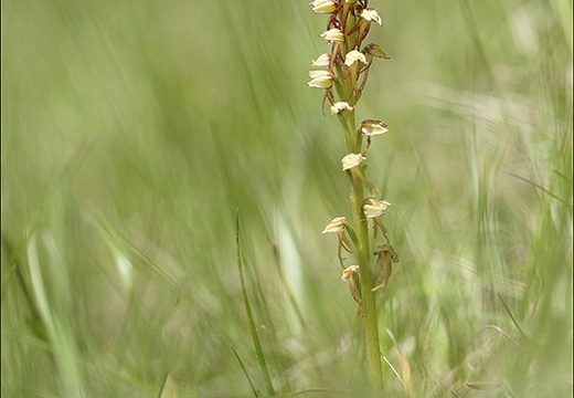 Orchis anthropophora 23-05-21 05 (878 visits) Orchis anthropophora 23-05-21 05