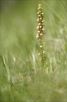 Orchis anthropophora 23-05-21 05