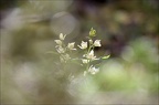 Cephalanthera longifolia