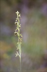 Ophrys insectifera subs aymoninii