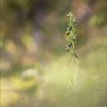Ophrys aimonii_12-06-21_11-ref.jpg