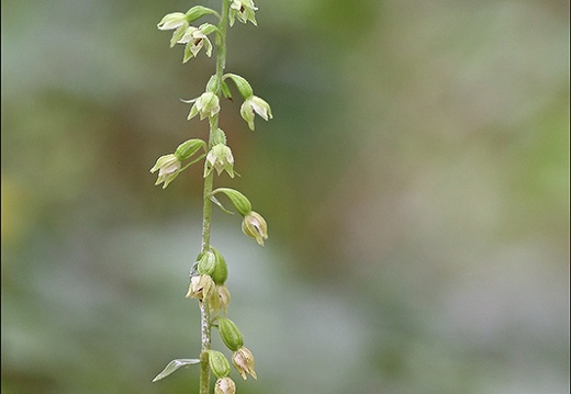 Epipactis fibri 09-08-21 028 (1075 visits) Epipactis fibri 09-08-21 028