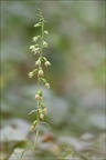 Epipactis fibri 09-08-21 028