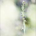 Ophrys aimonii_12-06-21_07-hk.jpg