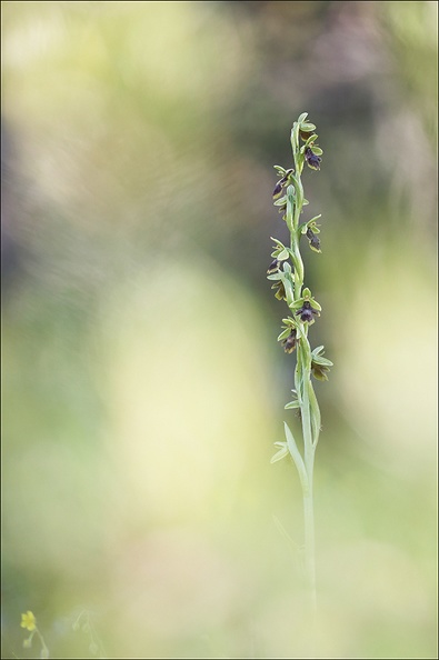 Ophrys aimonii_12-06-21_09.jpg