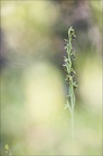 Ophrys aimonii 12-06-21 09