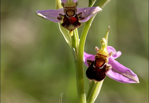 Ophrys apifera- jI (783 visits) Ophrys apifera- jI