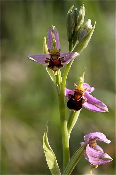 Ophrys apifera- jI.jpg