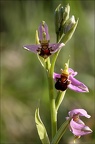 Ophrys apifera- jI