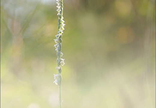 Spiranthes spiralis 18-09-21 012 (880 visits) Spiranthes spiralis 18-09-21 012