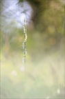 Spiranthes spiralis 18-09-21 012