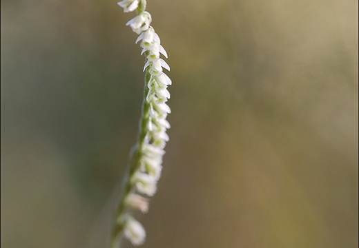 Spiranthes spiralis 18-09-21 016+ (1048 visits) Spiranthes spiralis 18-09-21 016+