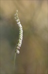 Spiranthes spiralis 18-09-21 016+