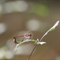 Sympetrum striolatum (accoupl) 18-09-21 010