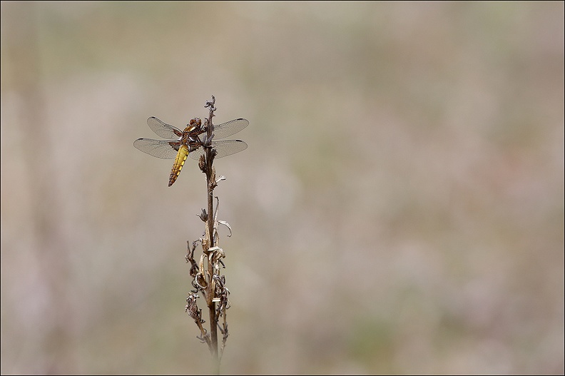 LIBELLULA DEPRESSA.jpg