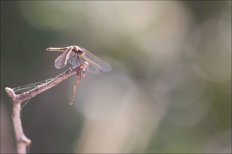 Tritemais annulata 23-09-21 017