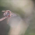 Tritemais annulata 23-09-21 017