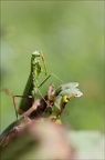 Mantis religiosa 18-09-21 018