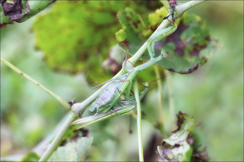 Mantis religiosa_24-09-21_012.jpg