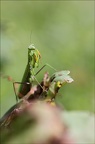 Mantis religiosa 18-09-21 024