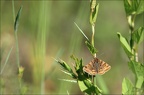 Doublure jaune, euclydia glyphi