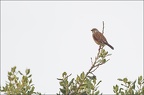 Linotte mélodieuse ♀