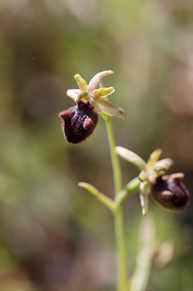 Ophrys incubacea.jpg