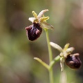 Ophrys incubacea.jpg