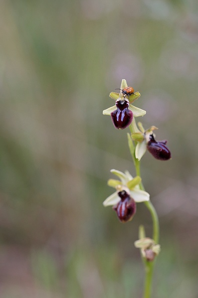 Ophrys incubacea-.jpg