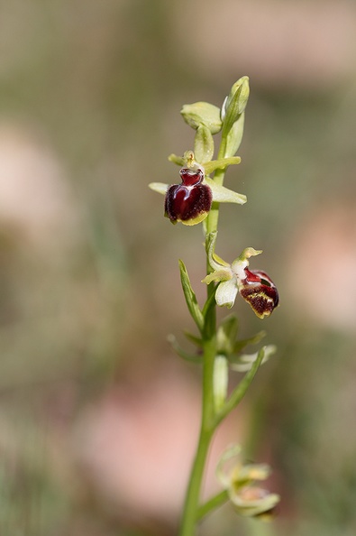 Ophrysprovincialis