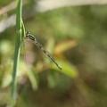  Coenagrion scitulum ♂ immat