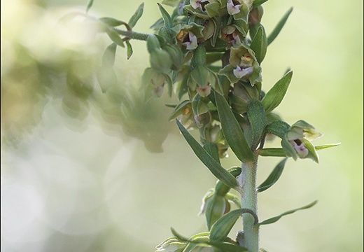 Epipactis rodhaniensis 14-06-21 009 (906 visits) Epipactis rodhaniensis 14-06-21 009