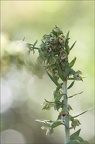 Epipactis rodhaniensis 14-06-21 009