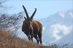 Bouquetin des Alpes