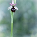 Ophrys drumana_28-04-22_003.jpg