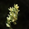 Orchis provincialis_28-04-22_018+.jpg
