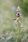 Ophrys drumana 01-05-22 003