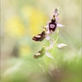Ophrys drumana_01-05-22_005.jpg