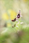 Ophrys drumana 01-05-22 005